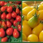 "Perfect Pear Tomatoes" 2 pk Special, Heirloom Pear Tomatoes, Red + Yellow Pear