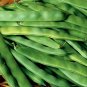 75 Bean Seeds, Roma II, Heirloom Bean, Italian Green Beans, Non-Gmo, Tasty, 75ct