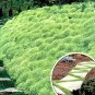 100 Irish Moss - Heirloom Seeds, Perennial Groundcover Seeds, Moss Seeds, 100ct Pack