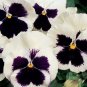 50 Pansy Seeds, Silverbride, Swiss Giant Pansies, Viola Seeds, Heirloom Seeds, 50ct