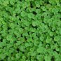 100 Kidney Weed Seeds, Ground Cover Seeds, Dichondra, Non-Gmo Heirloom Seeds 100ct