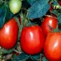 50 Tomato Seeds. Rio Grande, Non-Gmo Heirloom Tomato Seed, Very Heat Tolerant, 50ct