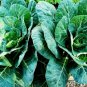 100 Collard Seeds, Georgia Southern, Heirloom Collards, Collard Greens, Non-Gmo 100
