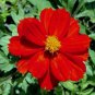 50 Red Cosmos Seed, Red Sunshine, Sulfur Cosmos, Shorter Variety, Non-Gmo Seed 50ct