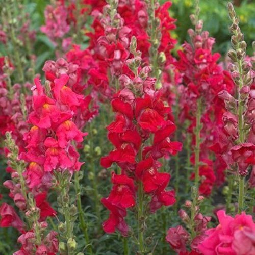 100 Red Snapdragon Seeds, Ruby Red Snapdragon, Heirloom Snapdragons, Non-Gmo 100ct