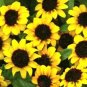 15,000 Seeds ZINNIA CREEPING Sanvitalia Procumbens