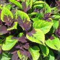 40 Seeds COLEUS CHOCOLATE SPLASH Solenostemon Scutellarioides