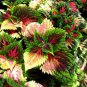 40 Seeds COLEUS KONG SALMON PINK Solenostemon Scutellarioides