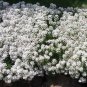 1,000 Seeds CANDYTUFT WHITE EVERGREEN PERENNIAL Iberis Sempervirens
