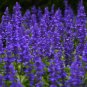 10,000 Seeds SAGE BLUE Salvia Farinacea