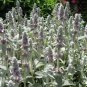 250 Seeds LAMB'S EAR Stachys Byzantina Lanata