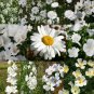 1 Oz Seeds WILDFLOWER MIX WHITE