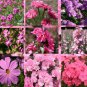 1 Oz Seeds WILDFLOWER MIX PINK