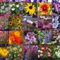 1 Oz Seeds WILDFLOWER MIX CASCADE MOUNTAIN TALL