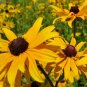 20,000 Seeds BLACK EYED SUSAN Rudbeckia Hirta