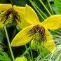 250 Seeds CLEMATIS GOLDEN YELLOW Clematis Tangutica Aztek