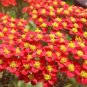 5,000 Seeds YARROW RED Achillea Millefolium Rubrum