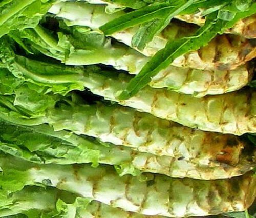 2,000 Seeds LETTUCE LOOSELEAF CELTUCE Lactuca Sativa