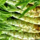 2,000 Seeds LETTUCE LOOSELEAF CELTUCE Lactuca Sativa