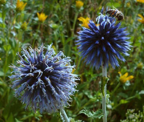 125 Seeds GLOBE THISTLE BLUE Echinops Ritro