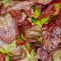 2,000 Seeds LETTUCE ROMAINE CIMARRON RED Lactuca Sativa