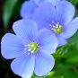 10,000 Seeds FLAX BLUE PERENNIAL Linum Perenne