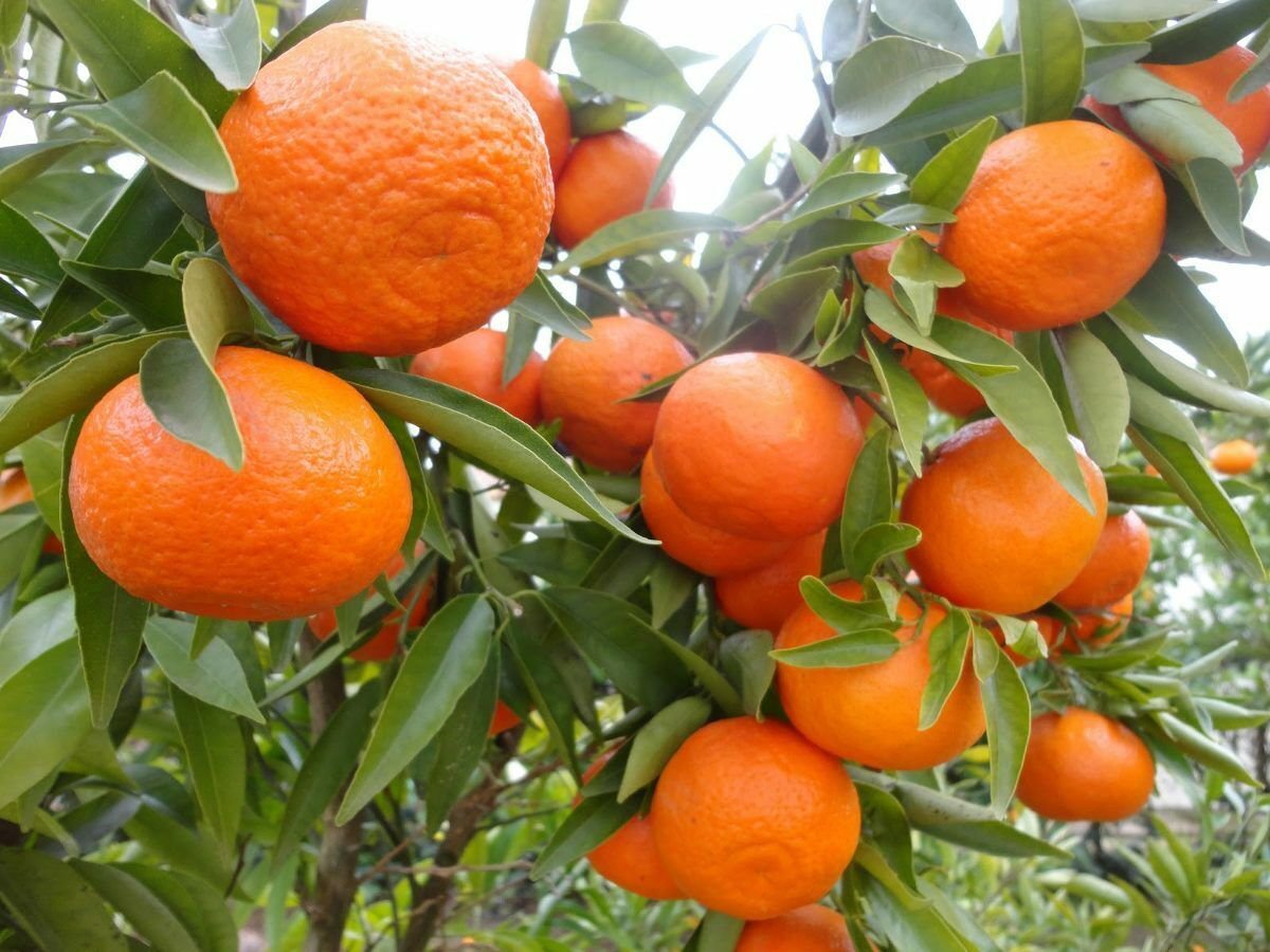 MANDARIN TANGERINE ORANGE FRUIT TREE REAL LIVE PLANT 6'' to 15''