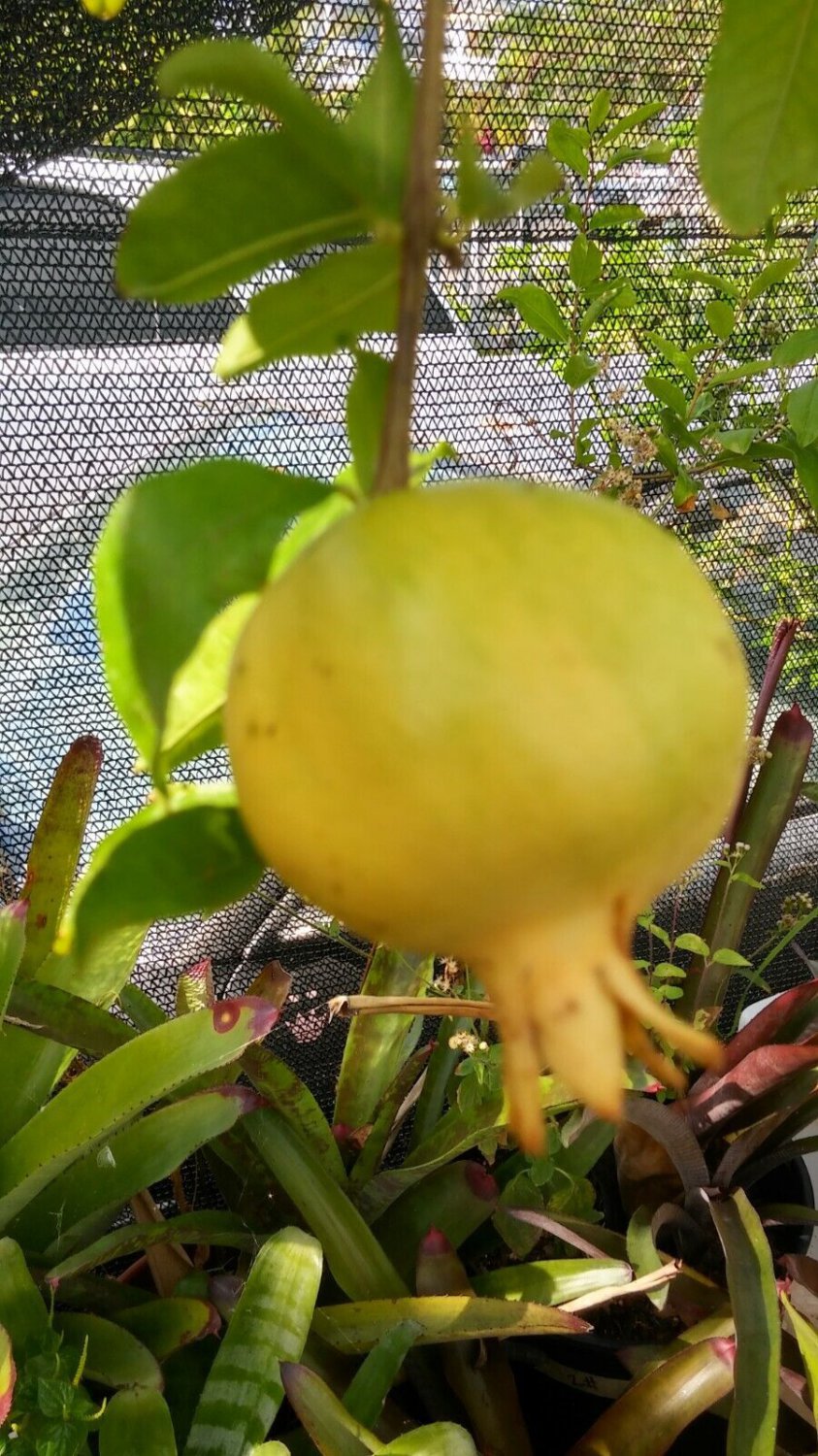 pomegranate yellow flower tree live fruit plant 4''to 8''