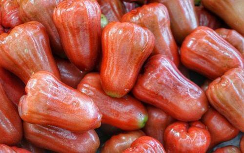 Pumarosa Pomarrosa (Rose Apple Jambos)Live fruit tree (Syzygium jambos)