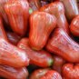 Pumarosa Pomarrosa (Rose Apple Jambos)Live fruit tree (Syzygium jambos)