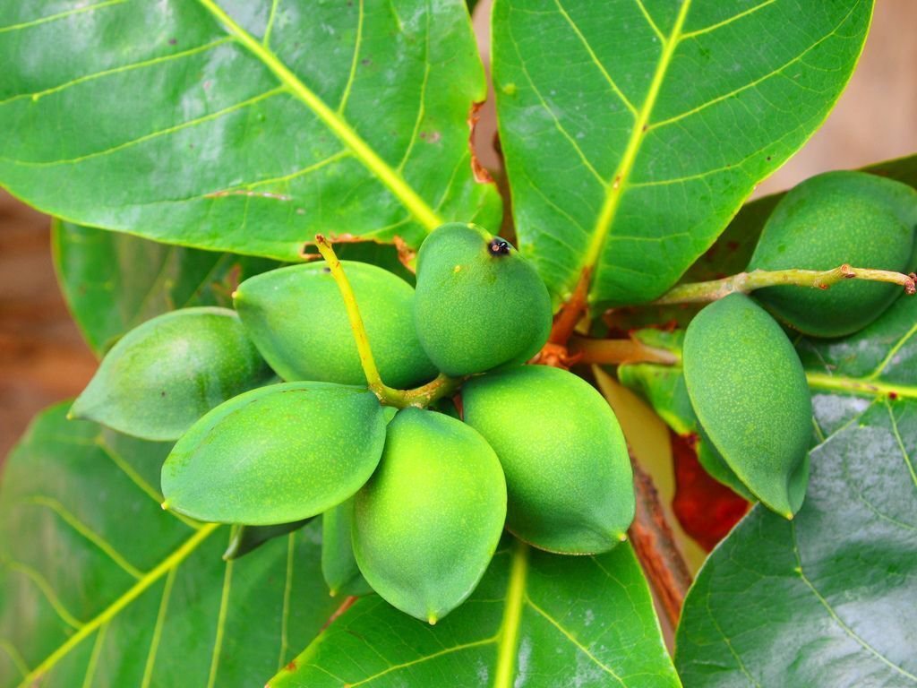 Almond Tropical Live Tree fruit Terminalia Catappa rare exotic