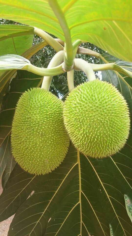 Breadnut Plant( panapen de pepitas) Artocarpus camansi live tree fruit 3''to15''