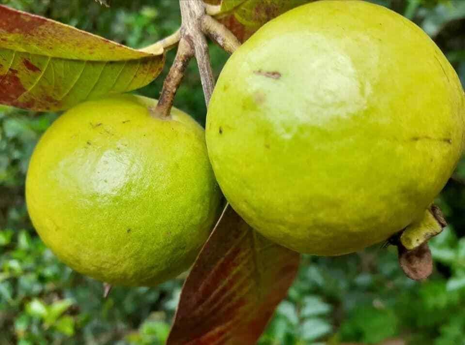 jumbo pink guava live tree plant 15''