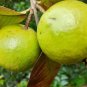 jumbo pink guava live tree plant 15''