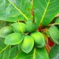 Almond Tropical Live Tree fruit Terminalia Catappa rare exotic