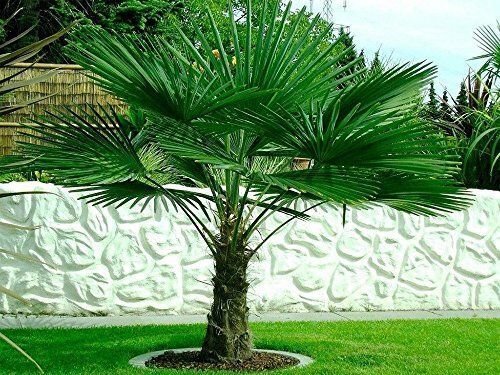 Chinese WINDMILL PALM live tree plant