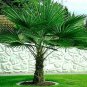 Chinese WINDMILL PALM live tree plant