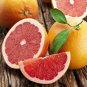 toronja rosada pink grapefruit live tree plant 2'' to 3''