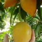 canistel Yellow Sapote Pouteria campechiana live tree fruit