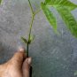 Santol (Sandoricum koetjape) Tropical Live Fruit Tree plants 10''