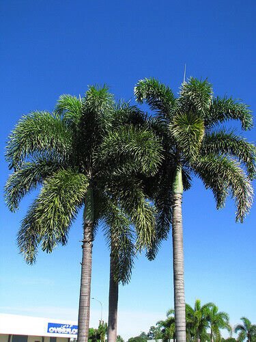 FOXTAIL PALM TREE PLANT LIVE