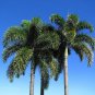 FOXTAIL PALM TREE PLANT LIVE