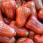 Pumarosa Pomarrosa (Rose Apple Jambos)Live fruit tree (Syzygium jambos)