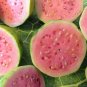 GUAYAVA GUAVA Psidium Magnoliopsida LIVE TREE PLANT FRUIT 10'' TO 15''