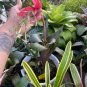 BROMELIAD BILLBERGIA WINDII LIVE PLANT