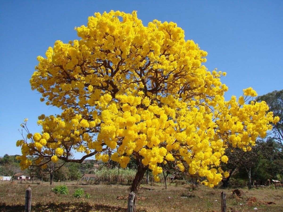 oak Tabebuia aurea Yellow tree plant live ( roble amarillo ) 8''/14''