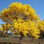 oak Tabebuia aurea Yellow tree plant live ( roble amarillo ) 8''/14''