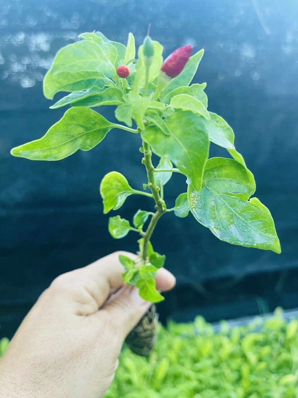 Gentleman Hot Pepper live plants (Aji Caballero)