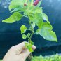 Gentleman Hot Pepper live plants (Aji Caballero)