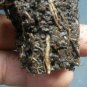 Washingtonia Filifera Palm Tree live plant
